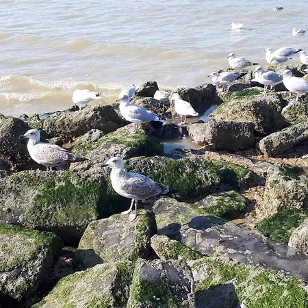 In Belgium Near Dunes & Sea, Cleaning Included Apartmán Koksijde